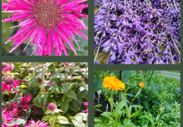 Zielona Bobowa zaprasza