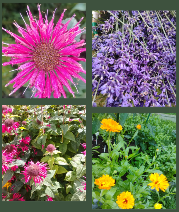 Zielona Bobowa zaprasza